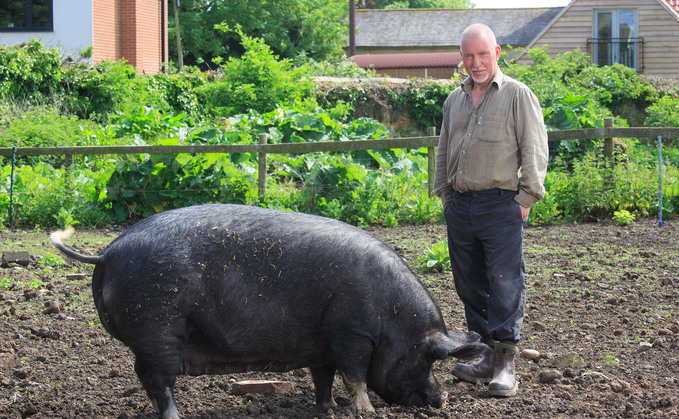 Safeguarding the future of Berkshire pigs