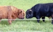 Qld bulls to beef up PNG genetics