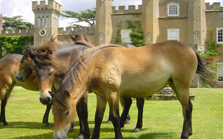 More than 6,500 people back farmer's fight to save Exmoor ponies