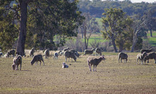 Flock Structure