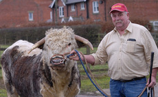 Longhorn is sire of choice for heritage beef scheme