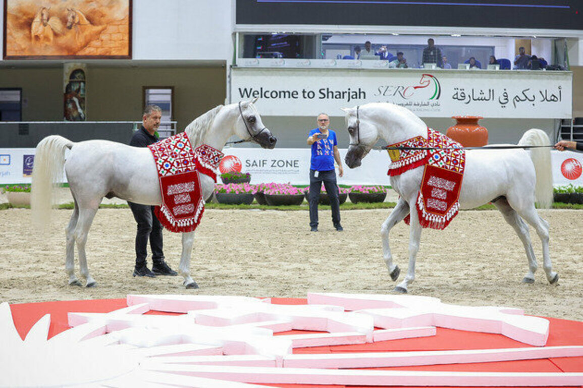 Sharjah Equestrian & Racing Club organises 19th Sharjah International Arabian Horse Festival - Straight Egyptian Lineage