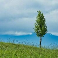 Trees alone won't save us: new study says forestation has less potential to fix the climate than hoped