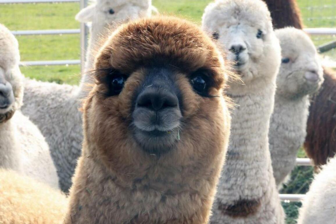 Alpaca power- Farm visit reveals some amazing facts