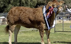 Limousin leads beef rings at Turriff Show