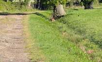 Pregnant fallow deer killed in suspected poaching incident
