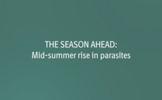 The Season Ahead: Mid-Summer Rise In Parasites