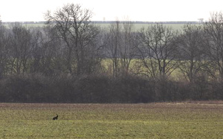 Campaigners hope arable plants can help derail train route