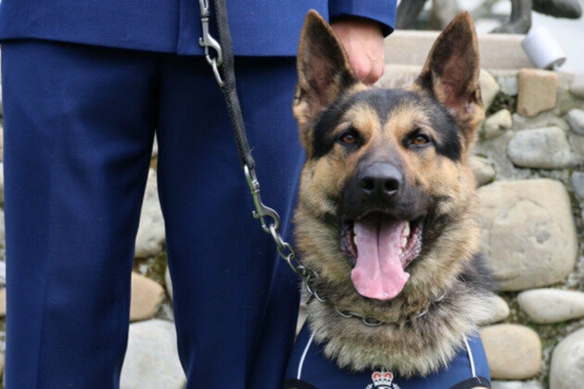 Seven new Police Patrol Dog Teams celebrate graduation today