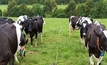 New value means efficiency in dairy cows