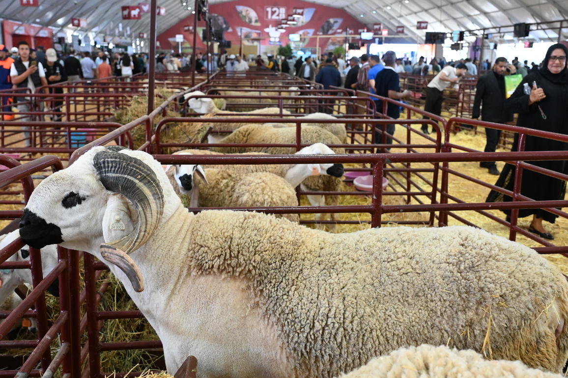 MOROCCO-MEKNES-AGRICULTURE FAIR