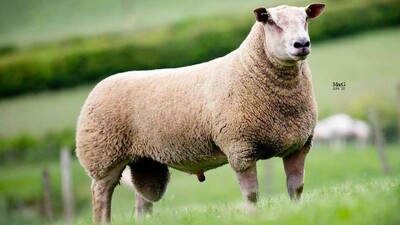 Carlisle Dutch Spotted topped at 16,000gns at sale