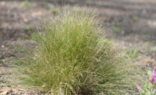  Federation University Australia will be conducting research to look at effective management of the noxious week serrated tussock.