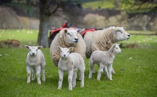 Lamb exports to the EU will return to pre-Brexit levels, says Eustice