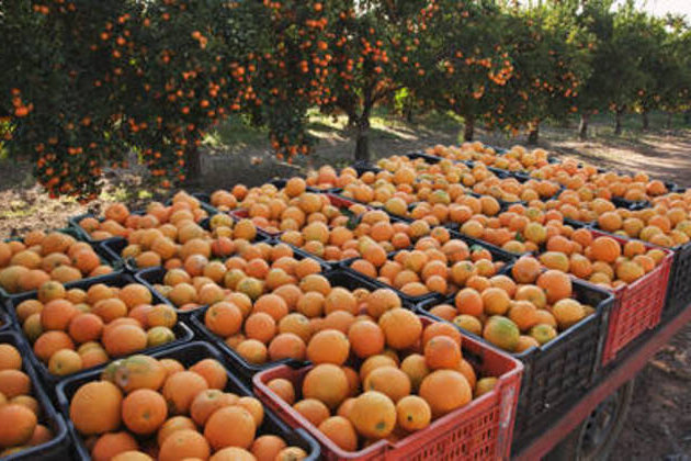 Middle East tension threatens South African exports - trade organization