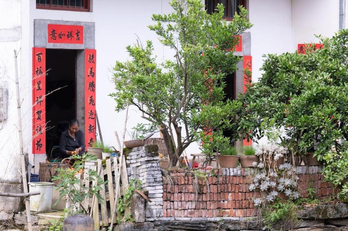 GLOBALink | May brings bumper loquat harvest to Shexian County of E China's Anhui