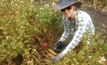  Dr Annie Ruttledge, DAF Qld weeds researcher has been investigating weed emergence from chaff lines.