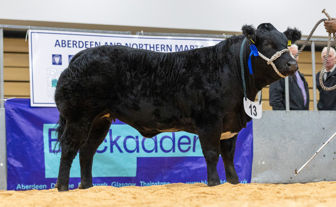 A Limousin cross heifer from J. Robertson and Son, Newton of Logierait, which topped the sale at £8,500. A Limousin cross heifer from J. Robertson and Son, Newton of Logierait, which topped the sale at £8,500.