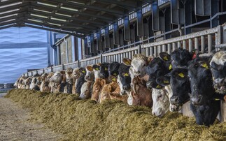 Managing beef diets this autumn and winter 