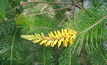  Persoonia are ecologically significant and endemic to Australia.