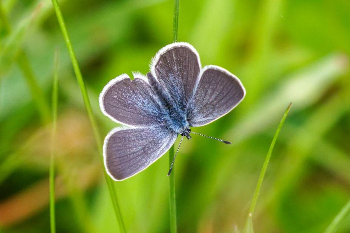 Scotland sees explosion of Small Blue butterflies - The Herald