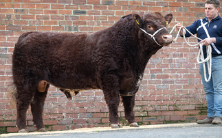 Near complete clearance of Luings at Castle Douglas