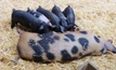 Saskia Beer's Barossa 'black pigs' not the real deal