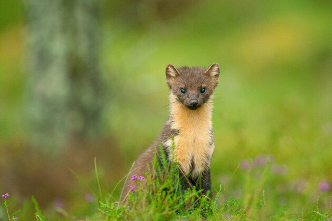As pine martens are reintroduced to south-west England, a new study shows why local people need to be involved