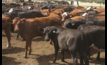  The EYCI and Feeder Steer Indicators both hit new records this week.