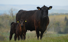 Fears beef emissions target will lead to cut in cow numbers