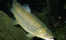 A brown trout