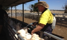 Paraboss continues to advise sheep producers