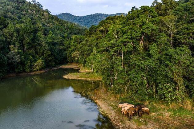 EcoChina | Ecological barrier consolidated in S China's Xishuangbanna
