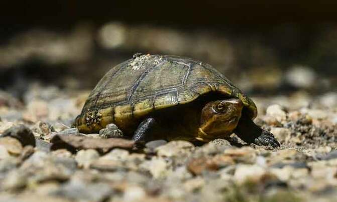 Over 100 endangered turtles hatch in Singapore Over 100 endangered turtles hatch in Singapore