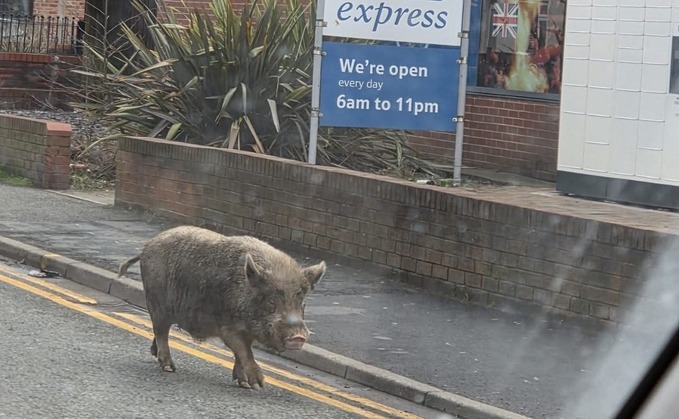 Loose pig in wigan, picture by the Wigan Runner