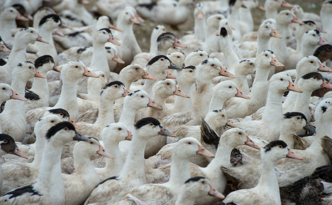 Avian flu ramps up in Europe