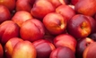 Market access secured for Australian nectarines to China