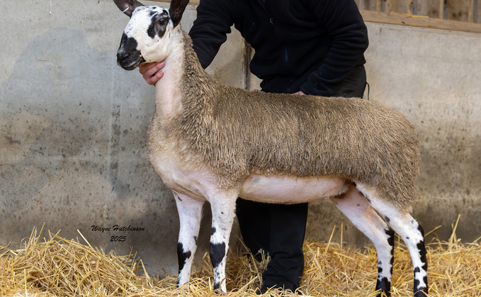 Hewgill Bluefaced Leicester hogg, which sold for 12,000gns.