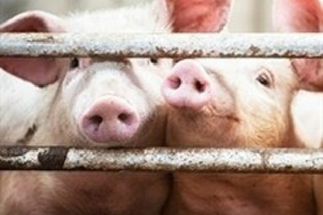 African swine fever detected in Gauteng again