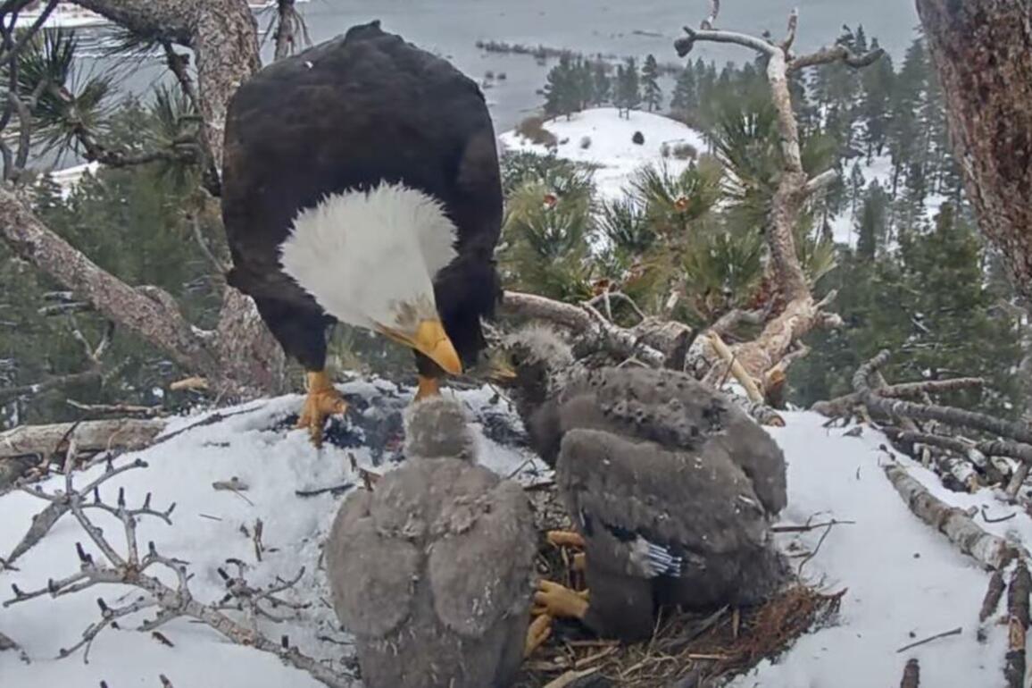 Meet Sunny and Gizmo, Big Bear's newest bald eagle residents