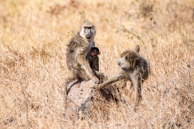KENYA-KAJIADO-AMBOSELI NATIONAL PARK-WILDLIFE-SCENERY