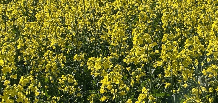 Growing consecutive canola crops in the same paddock can have serious disease ramifications.