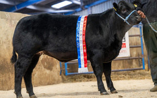 Show potential cattle in demand at Barnard Castle