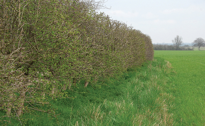 Carbon capture in hedges