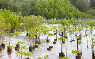 Study: Nature restoration projects can unlock 'tremendous economic benefits'