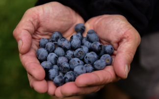 British blueberry boom: Sales soar as peak season arrives 