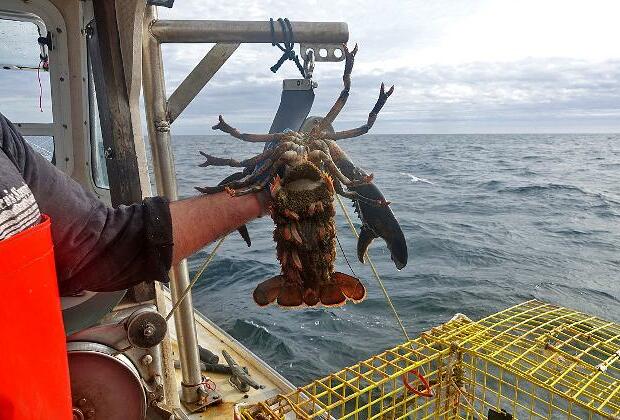 China to lift 4-year ban on Australian lobster imports by year-end