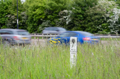 TfL lets the wildflowers bloom