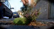 Artist turns potholes into mini gardens