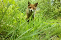 Brownfield sites could give biodiversity boost